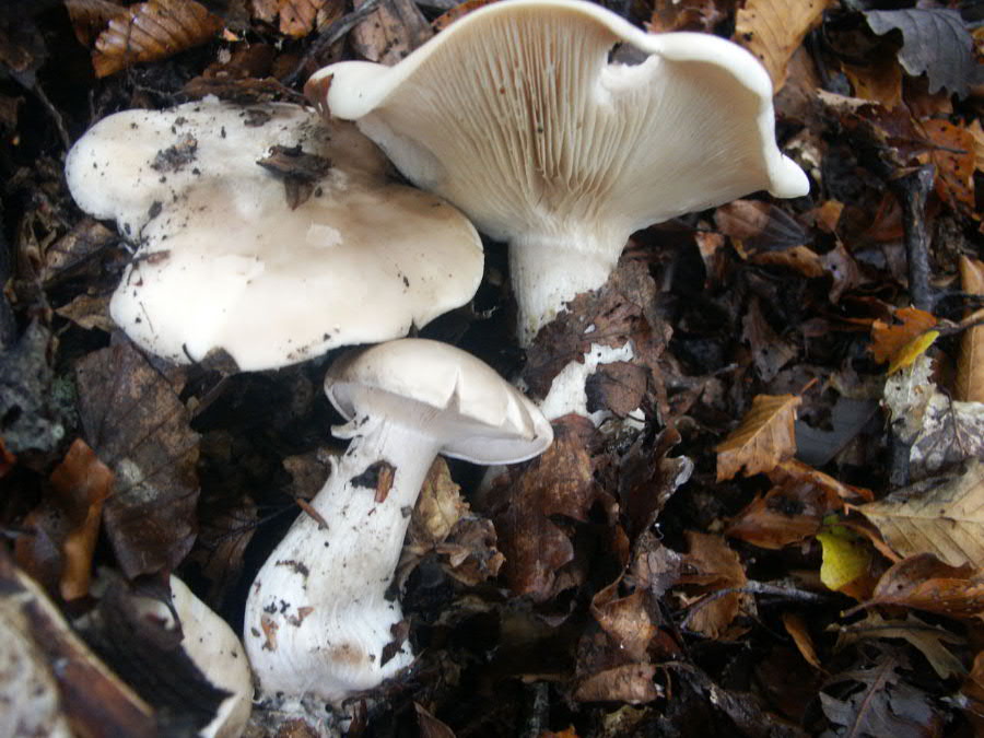 Strano autunno in sicilia